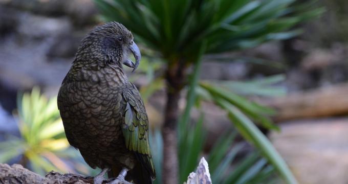 kea2